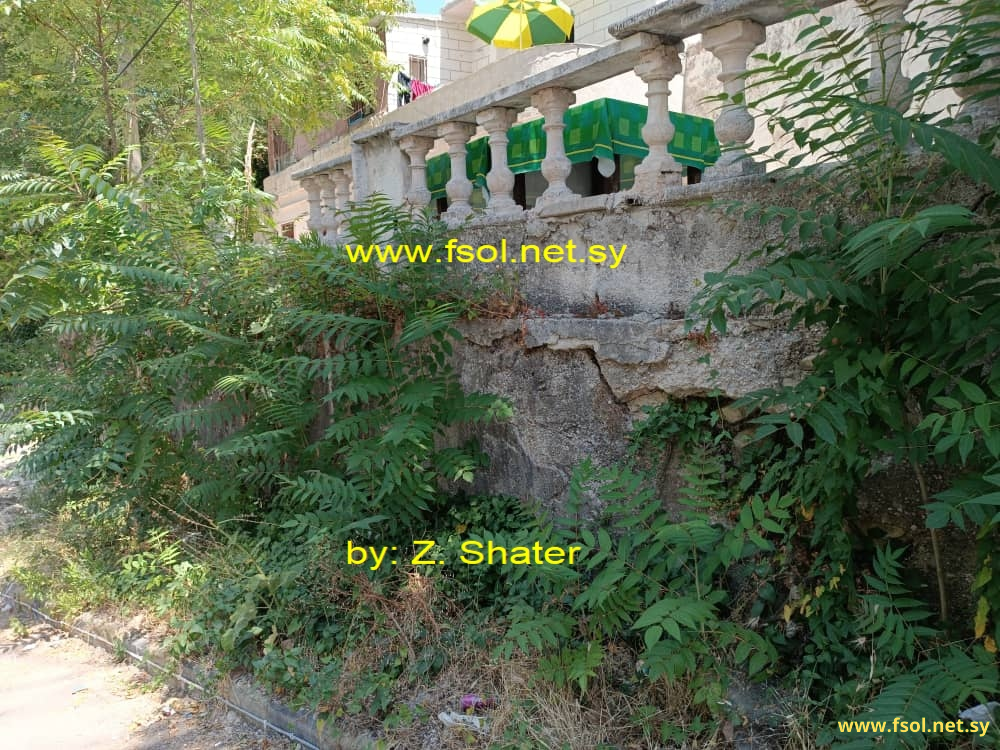 Ailanthus altissima (Mill.) Swingle